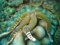 etoile verruqueuse - Echinaster callosus 2